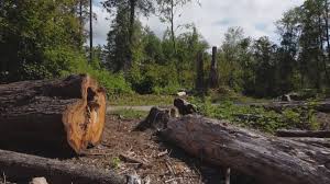 Best Tree Preservation Services  in Riesel, TX