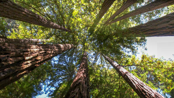 Best Tree Disease Treatment  in Riesel, TX