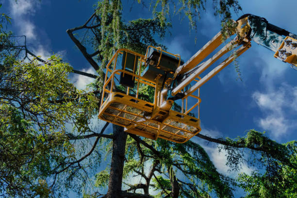 Best Tree Removal  in Riesel, TX