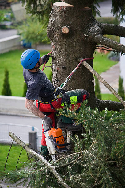 Best Tree Maintenance Programs  in Riesel, TX