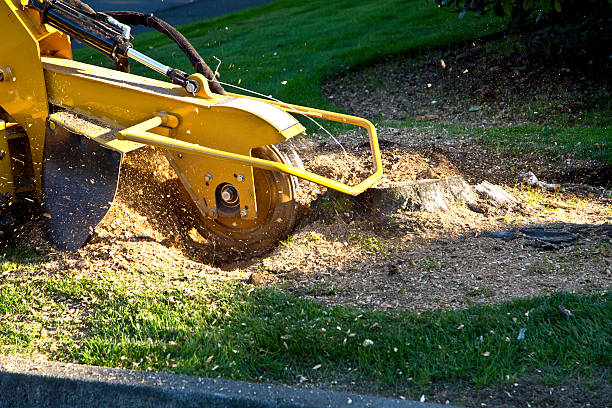 Best Tree Risk Assessment  in Riesel, TX
